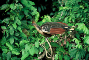 Hoatzin Bird