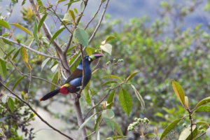 Gray Breasted Mountain Toucan