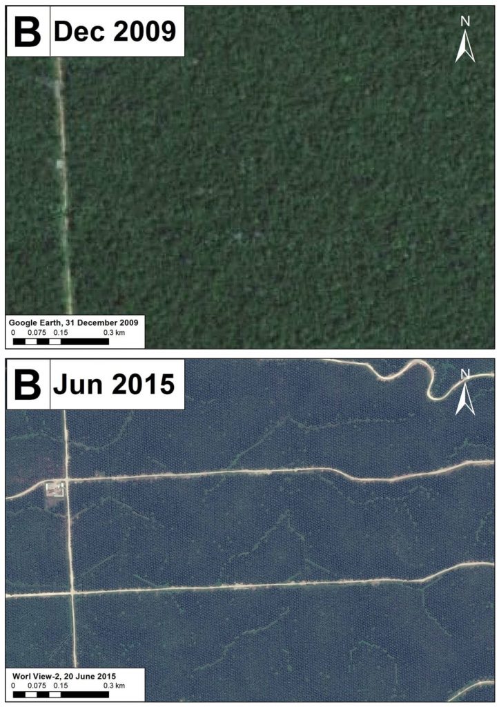 Image 16e. High-resolution zoom B; forest clearing within the Grupo Palmas project. Data: Google Earth, WorldView-2 from Digital Globe (NextView).