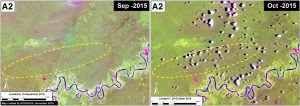 Image 18e. Time series of a forest road in the southeast buffer zone of Cordillera Azul National Park. Data: USGS.