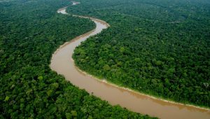 Image 22e. Aerial view of Yaguas River. Photo Credit: Alvaro del Campo (Field Museum)