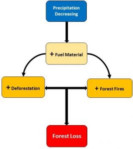 Image 62c. MAAP A relationship exists between three key variables: fire, rain, and forest loss. Amazonian research has found that drought increases fuel material within forests (References 1, 2, 3). Thus, as illustrated in Image 62c, the reduction of precipitation results in an increase in combustible material that facilitates the conditions for forest fires and deforestation, which ultimately results in an increase in forest loss.