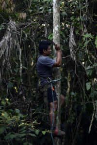 Omar climbing an acai tree using new safety harness