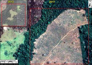 PeruSAT-1 image of papaya plantation. Data: ®CONIDA (2018), Distribution CONIDA, Peru; All rights reserved.