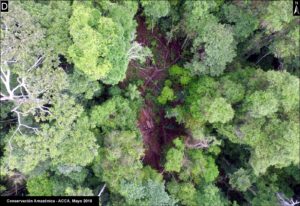 90D. Drone image- illegal logging.