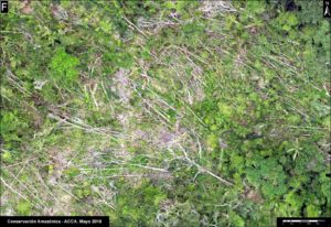 F. Drone image- natural forest loss from windstorm.