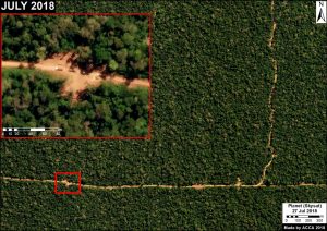 Image 7. Logging road and logging trucks. Data: Skysat (Planet)