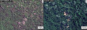 Image 1: Selective logging in a forestry area (Ucayali). Data: DigitalGlobe