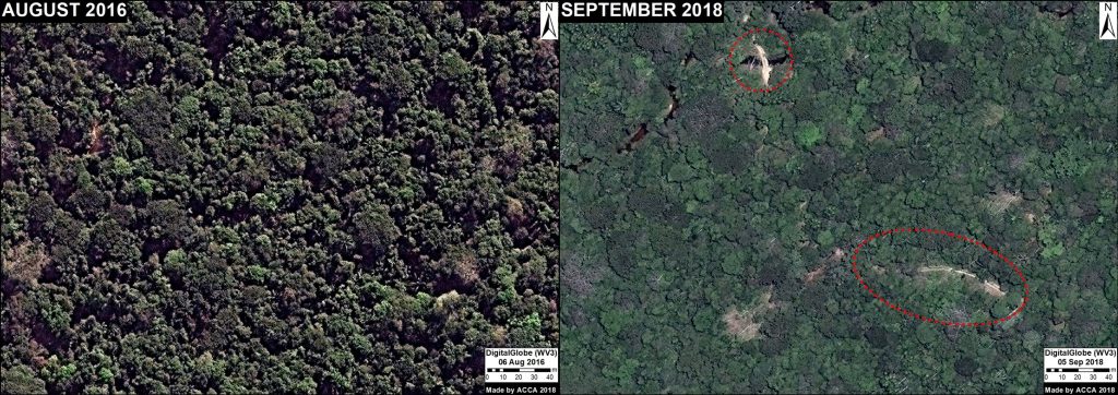 Image 8. Illegal logging path. Data: DigitalGlobe