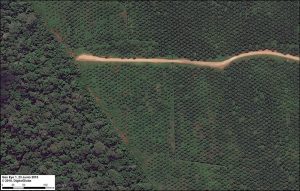 High-resolution satellite image of oil palm plantation in Peruvian Amazon. Imagery: DigitalGlobe. Click to enlarge.