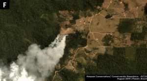 Zoom F. Fire that seems to be expanding plantation into forest in Amazonas state. Data- Planet.