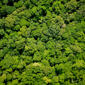 rainforest canopy