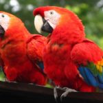 farm scarlet macaws (Ara macao)