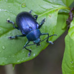 Blue beetle (Order: Coleoptera; Family: Tenebrionidae). Villa Carmen Biological Reserve near Pilcopata, Peru. The reserve is around 600 meters in elevation and includes pre-montane rainforest and lowland rainforest. It is owned by the Amazon Conservation Association and its Peruvian sister organization, La Asociaci—n para la Conservaci—n de la Cuenca Amaz—nica.