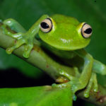 Hypsiboas cinerascens by Lindsay Erin Lough