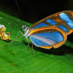 Butterfly eating honeycomb at Los Amigos by Lindsay Erin Lough