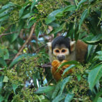 Black-capped squirrel monkey (Saimiri boliviensis) at Los Amigos by Lindsay Erin Lough