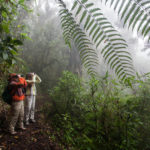 Wayqecha Biological Reserve on the Eastern slopes of the Peruvian Andes. Cloud forest at 2950 meters elevation. The reserve is managed by the Amazon Conservation Association and the Asociación para la Conservación de la Cuenca Amazónica.