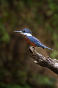 Martin Pescador Bird
