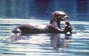 Manu-Tambopata CorridorOtter