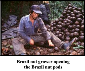 Brazil nut grower opening the brazil nut pods