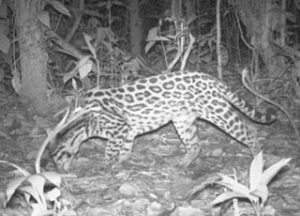 Camera Traps Jaguar Photo