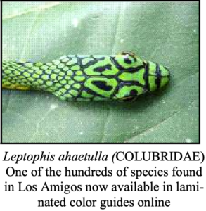 Leptophis ahetulla, one of the hundreds of species found in Los Amigos