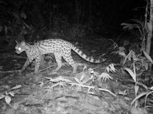 Exploring the Amazon with Jessica Suarez, Margay cat