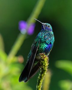 Colibri coruscans bird