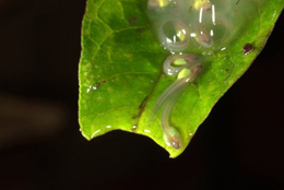 Glass Frog