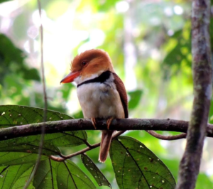 A collared puffbird at Los Amigos on last month's Global Big Day. Photo by Jorge Valdez.