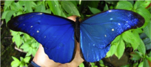 Morpho Butterfly