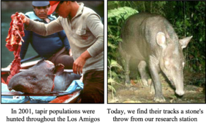 Los Amigos comparison, in 2001 tapir populations were hunted throughout Los Amigos. Today we find their tracks a stone's throw away from our research station