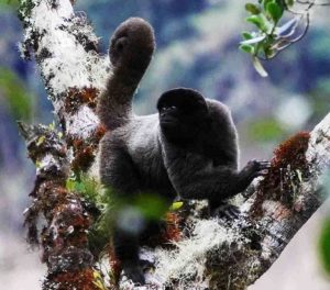 Woolly monkey