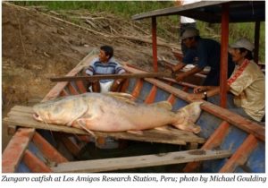 Catfish at Los Amigos Research Station