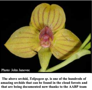 Preserving Wild Orchids and Their Ecosystems