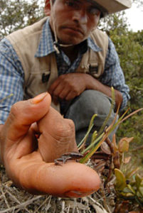 Pygmy Andean Frog on man's hand