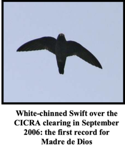 White chinned swift over the CICA clearing in September 2006: The first record for Madre de Dios
