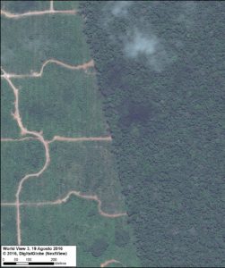 Satellite image of the deforestation produced by United Cacao. Source: DigitalGlobe (Nextview)