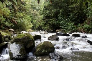 Two more conservation areas established in Peru