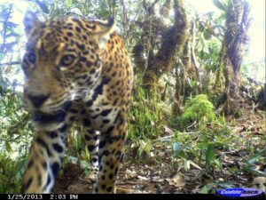 Jaguar on motion sensing cameras