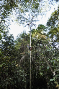 harvesting brazil nuts