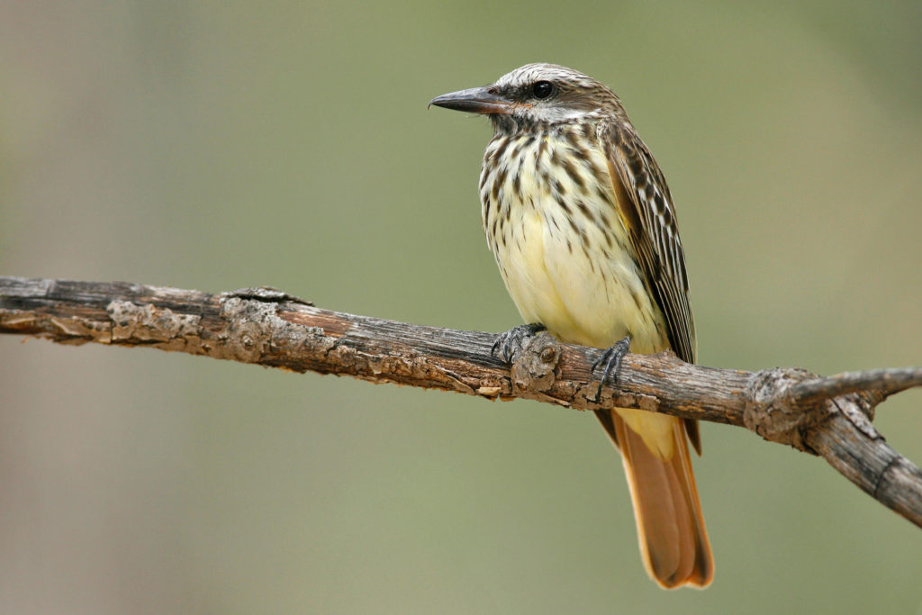 Sulphur bellied Flycatcher