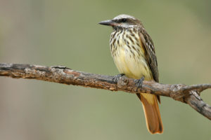 Sulphur bellied Flycatcher