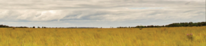 Amazon Savanna