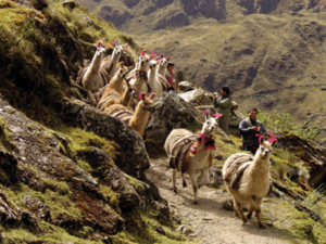 Alpaca in Andean Highlands