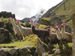 Alpaca in Andean Highlands