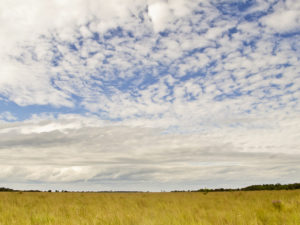 Beni Savanna - Photograph by Paul Jones