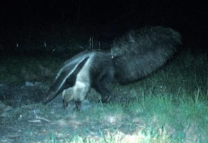 Giant Anteater