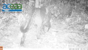 First Melanistic Jaguar Photographed in Bolivia